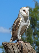 Australian Barn Owl