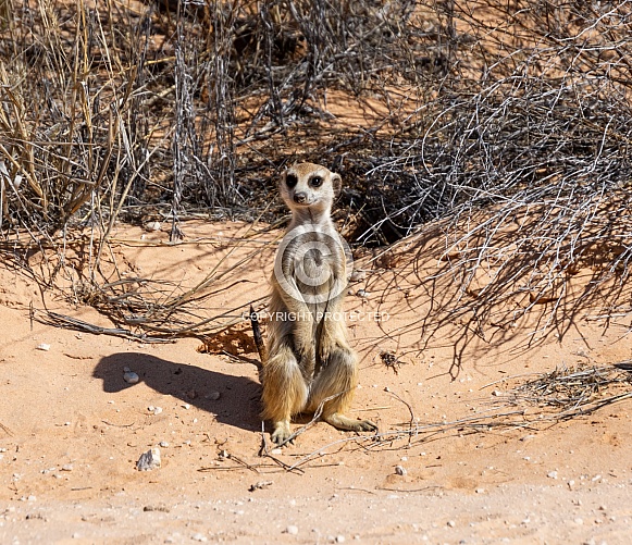 Meerkat