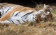 Amur tigress and cub