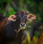 Brown cow with big ears, eating weeds in mouth, looking at camera, black wet nose, bokeh background, pasture grazing, north Florida livestock