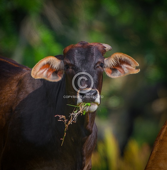 Brown cow with big ears, eating weeds in mouth, looking at camera, black wet nose, bokeh background, pasture grazing, north Florida livestock