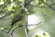 Western or Pacific Slope Flycatcher