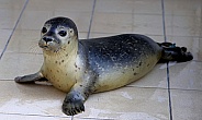 Young rescued Harbor Seal