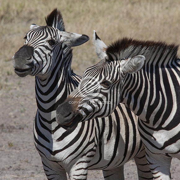 Plains Zebra (Equus quagga) Plains Zebra (Equus quagga)