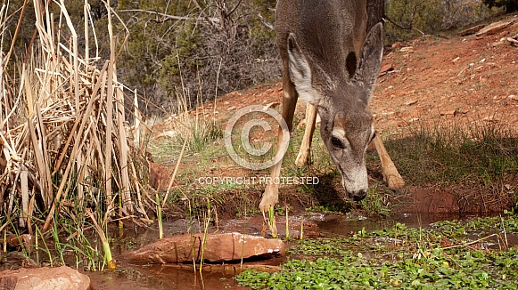 Mule deer, Odocoileus hemionus Mule deer, Odocoileus hemionus