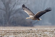 White tailed eagle or European Eagle