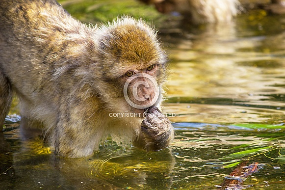 Barbary macaque Barbary macaque