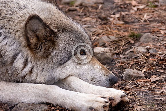 Wolf