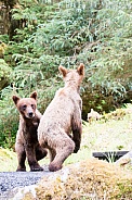 Two wild bear cubs paying