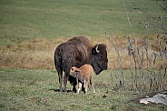Bison and calf