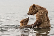 Brown Bear and Young