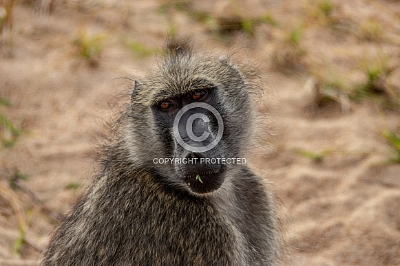 African Baboon