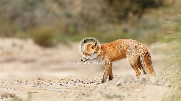 Red fox Red fox