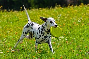 Dalmatian Playing