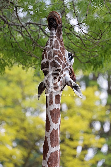 Reticulated giraffe (Giraffa reticulata)