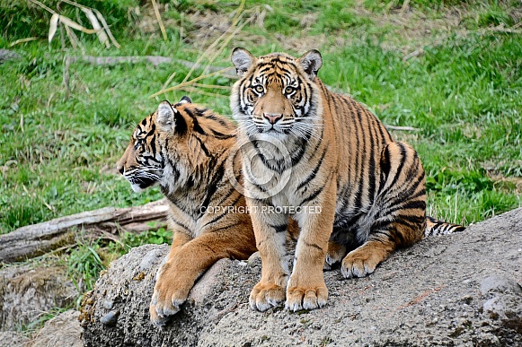 Sumatran Tigers