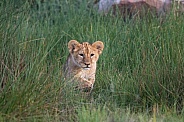 Lion cub coming out of the grass