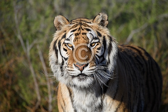 Head shot of a tiger