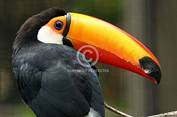 Toucan