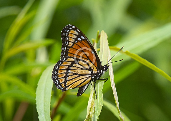 Viceroy Butterfly