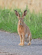 Brown Hare