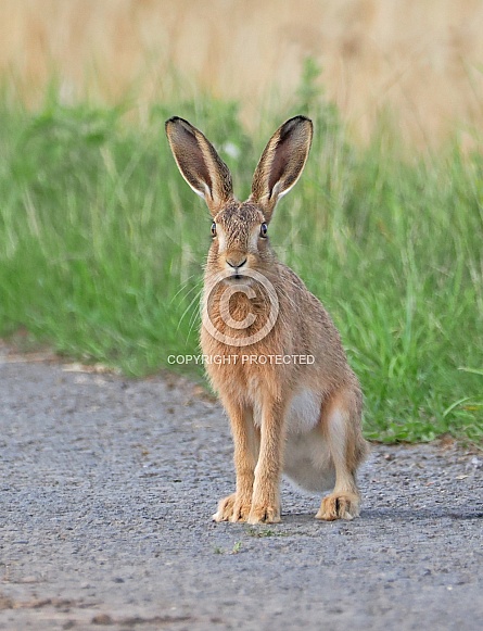 Brown Hare Brown Hare