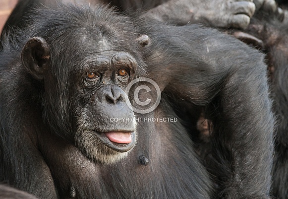 Chimpanzee Chimpanzee
