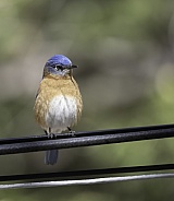 An Eastern Bluebird in Arizona during migration