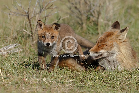 Red fox cubs