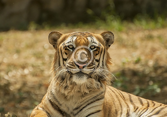 Bengal Tiger Bengal Tiger