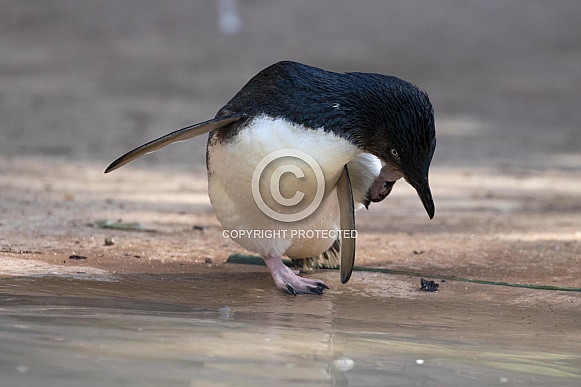 Little penguin Little penguin