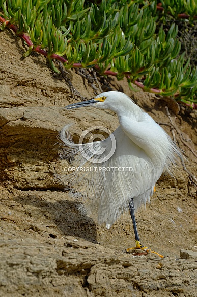 Snowy White Egret Snowy White Egret