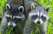 Raccoons