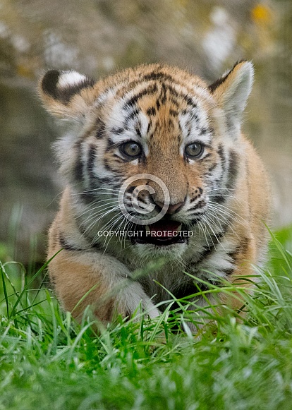 Amur Tiger Cub