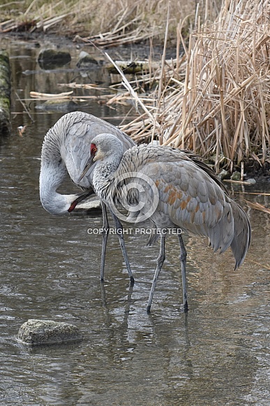 Sandhill Crane