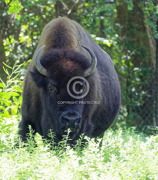 American Bison