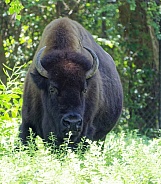 American Bison