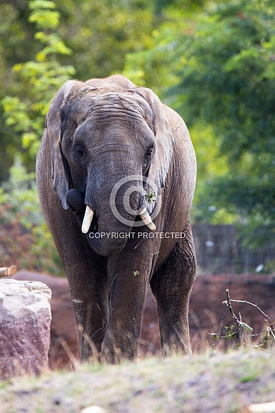 African bush elephant African bush elephant