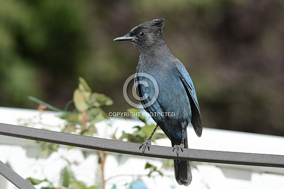 Steller's Jay Steller's Jay
