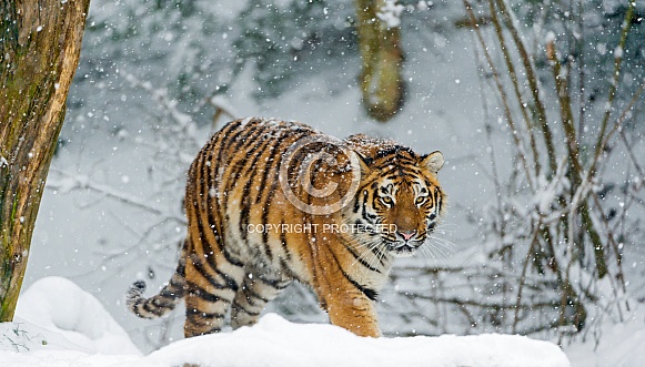 Amur Tiger in Snow