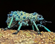 Broad-Nosed Weevil