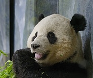 Giant Panda
