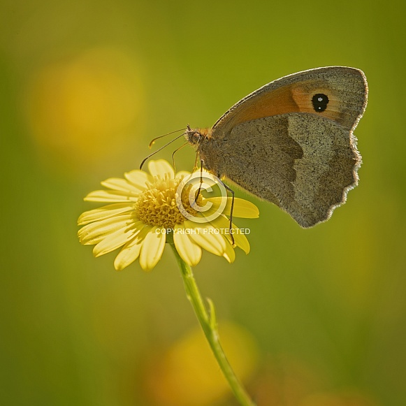 Gatekeeper Butterfly on Ragwort Gatekeeper Butterfly on Ragwort