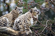 Pair of Snow Leopards