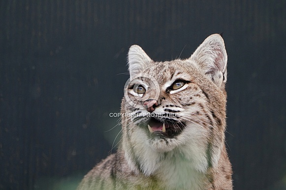 Bobcat