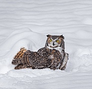 Great Horned Owl