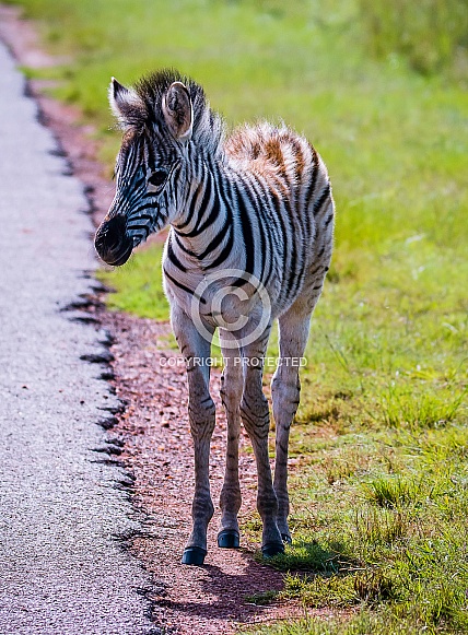 Burchell's Zebra Foal