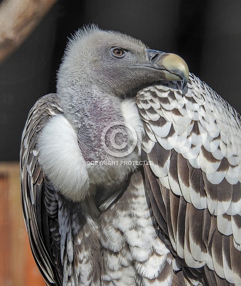 Ruppells Griffon Vulture