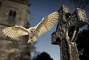 Barn Owl (Tyto alba) - England