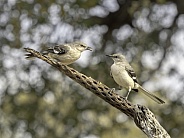 Female Adult Yellow rumped Warbler feeds Fledgling
